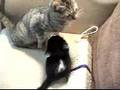 Un chaton nomm� Panda (seconde partie).