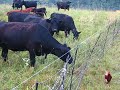 cows and chickens on pasture