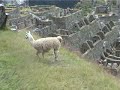 machu pichu