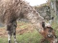 machu pichu