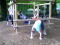 Hamster playground parcor