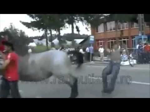 Best Horses Fails Compilation HD