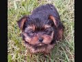 cute yorkshire terrier picture cute yorkshire terrier picture
