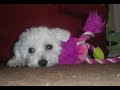 Bichon Frise - Playtime! Bichon Frise - Playtime!