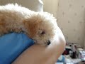 Toy Poodle Falling Asleep Toy Poodle Falling Asleep