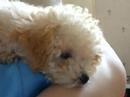 Toy Poodle Falling Asleep