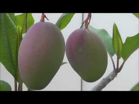 how to get more yield in mango tree