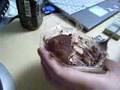 飯動画20071219