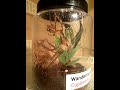 Click here to watch this video Wandering Spider - Cupiennius salei moulting