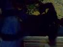Pinchu Andres Graterol