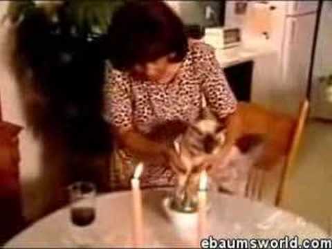 Watch 'Cat That Eats With Utensils'