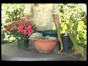 Interior & Exterior Potted Plants : When to Pot Plants Interior & Exterior Potted Plants : When to Pot Plants