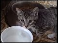 feral kittens meet house cat 12