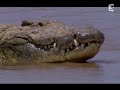 The Monster Gustave Giant Crocodile