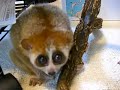 slow?loris? slow?loris?