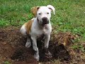 The Princess & the Saint pt 1 pit bull fights against BSL
