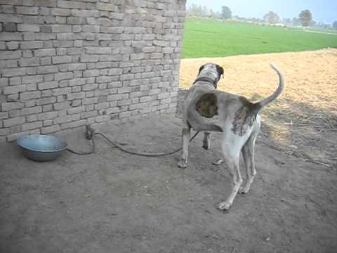 ten bully kutta