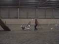 videos de Training Uschi und Blizz, 04.01.2009