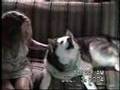 PHANTOM THE SINGING DOG......R.I.P.