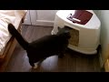 Adonis gets to know his new environment