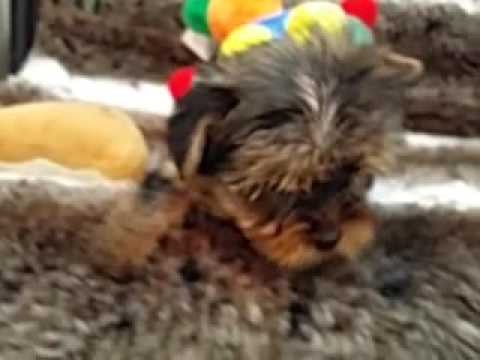 SUPER CUTE FEMALE YORKIE PUPPY