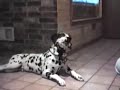 Talking dogs Talking dogs