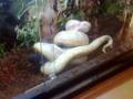 Piton Ariel comiendo