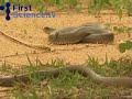 how did animals in thailand know the tsunami was coming?
