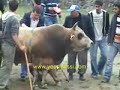 2007 GELENEKSEL BO?A GÜRE?LER? GALER DÜZÜ VE KAFKASOR 5 2007 GELENEKSEL BO?A GÜRE?LER? GALER DÜZÜ VE KAFKASOR 5