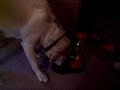 yellow-lab-eating-treats-from-gumball-machine.html