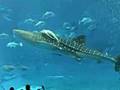 Okinawa Churaumi Aquarium