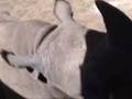 Horrific mistreatment of South African rhino calves