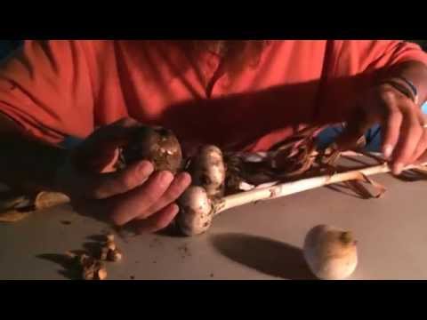 how to harvest elephant garlic