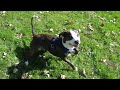 pit bull fetch KhOLar