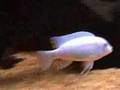 M.estherae minos reef ( cichlid )