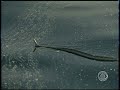 Oil-Spill Disaster