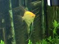 évolution de mon aquarium pendant l\ évolution de mon aquarium pendant l\