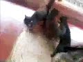 Gatos Electricos