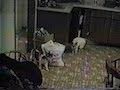 Voir la vidéo
