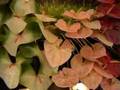 Genova - Euroflora