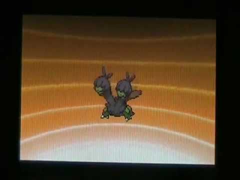 Shiny Deino Is Born (Masuda Method) + evolutions!