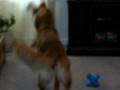 videos de Dogbook Movie: Playing