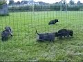pups nierlenders evgeny x nierlenders furaha