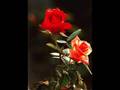 ahmet �zhan hu demek ister