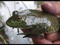 These creatures will eat anything that is big enough to fit in their mouths, significantly affecting the survival of Oregon's native species.