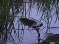 StatesmanJournal.com: Invasive Species - Bullfrogs
