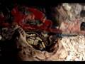 videos de A TOUR OF MY REPTILE SETUPS