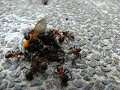 poor little bee