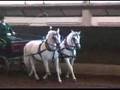 dancing horse in lipica