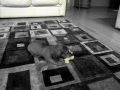 Tug-O-War With My Puppy
